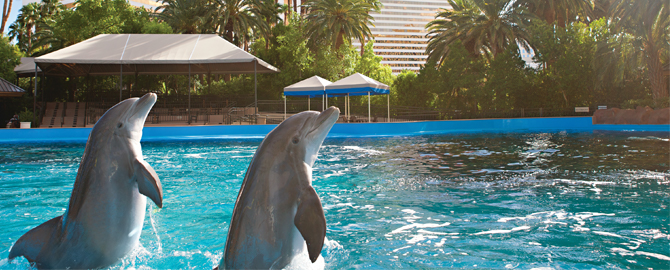 Siegfried And Roy S Secret Garden And Dolphin Habitat At The Mirage 2021 Info And Deals Save 25