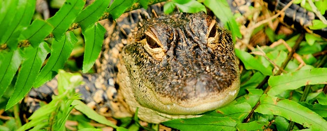 Wild Florida - Animal Encounter - general admission and animal